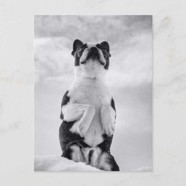 Boston Terrior Praying Vykort (Framsida)