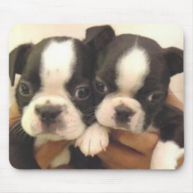 Boston valper Mousepad Musmatta (Framsidan)