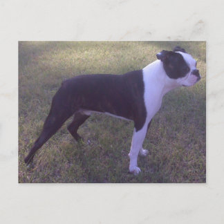 BostonTerrier Postcard Vykort
