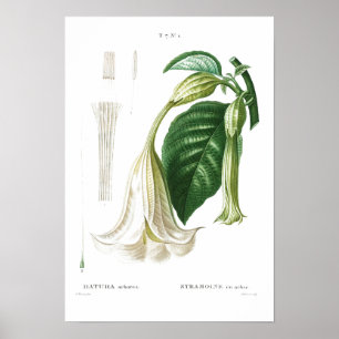 BOTANICAL ’ANGELS TRUMPET’ REDOUTÉ POSTER