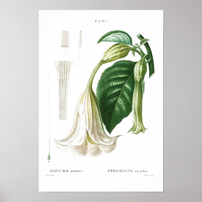 BOTANICAL ’ANGELS TRUMPET’ REDOUTÉ POSTER (Framsidan)