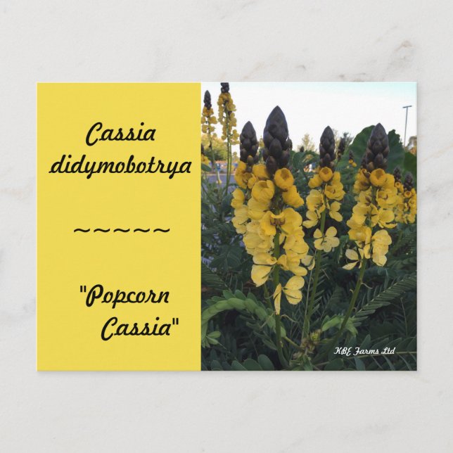 Botanical Cassia didymobotrya "Popcorn Cassia" Vykort (Framsida)