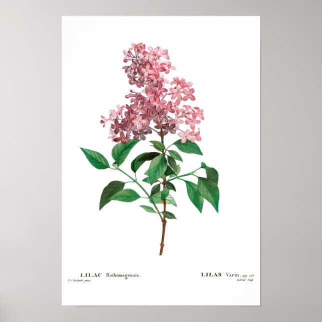 BOTANICAL "CHINESE LILAC" REDOUTÉ POSTER (Framsidan)