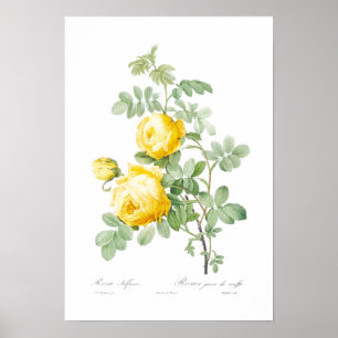 BOTANICAL "GUL ROS" REDOUTÉ POSTER