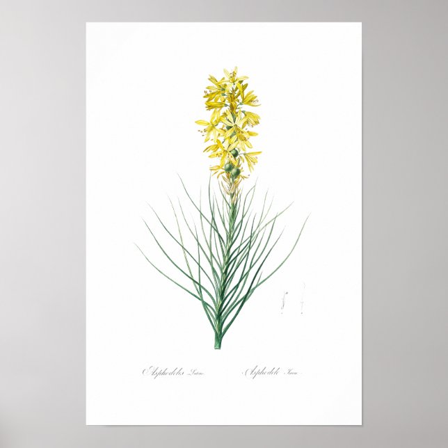 BOTANICAL "GULT ASPHODEL" REDOUTÉ POSTER (Framsidan)