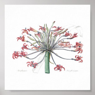 BOTANICAL "JOSEPHINS LILY" REDOUTÉ POSTER