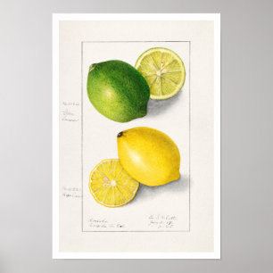 BOTANICAL ’LEMONS’ AMANDA ALMIRA NEWTON POSTER