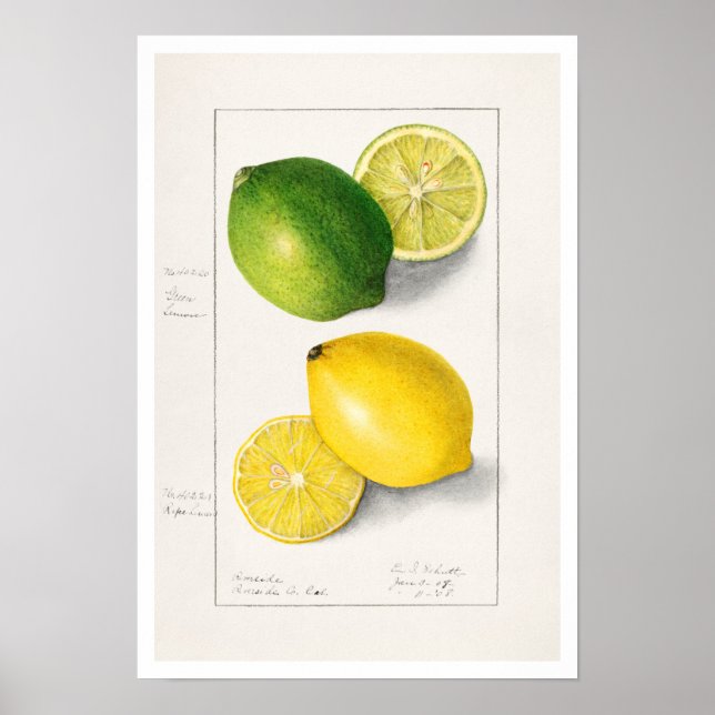 BOTANICAL ’LEMONS’ AMANDA ALMIRA NEWTON POSTER (Framsidan)