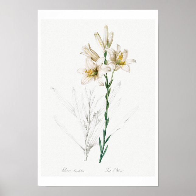 BOTANICAL "MADONNA LILY" REDOUTÉ POSTER (Framsidan)