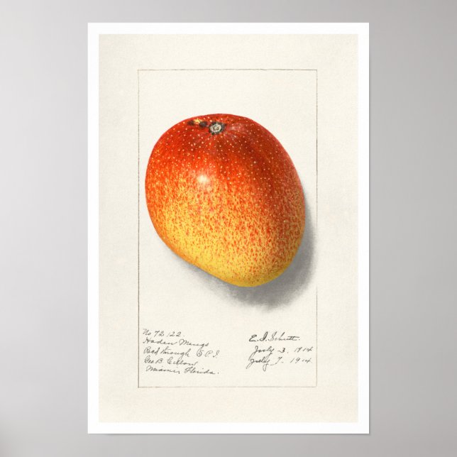 BOTANICAL ’MANGO’ AMANDA ALMIRA NEWTON POSTER (Framsidan)