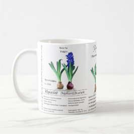 Botanical mug Hyacinth in my garden. Kaffemugg