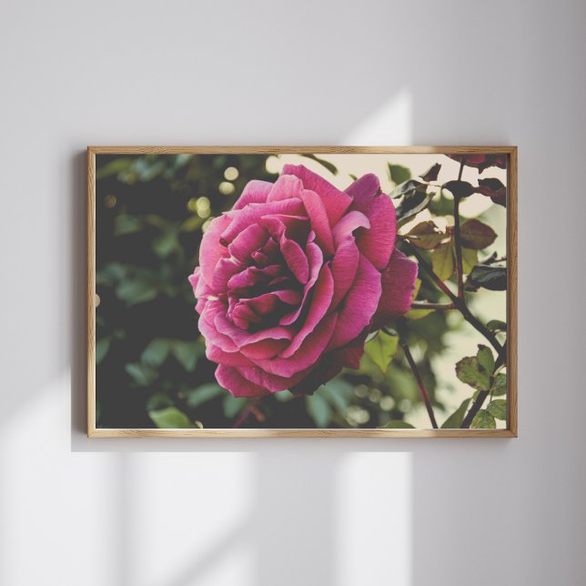 Botanical nature Wall Art Rose Print Poster (Skapare uppladdad)