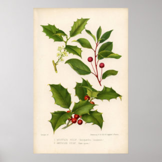 Botanical Print - Mountain & American Holly Poster