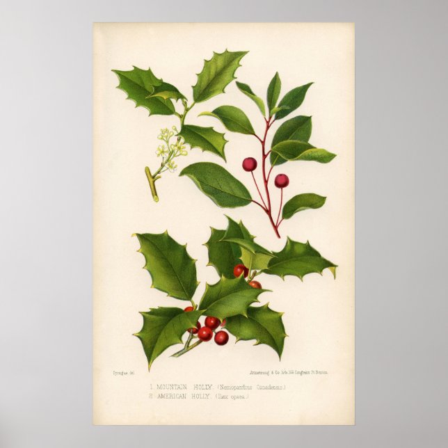 Botanical Print - Mountain & American Holly Poster (Framsidan)