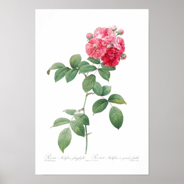 BOTANICAL "SJU SISTERS RO" REDOUTÉ POSTER (Framsidan)