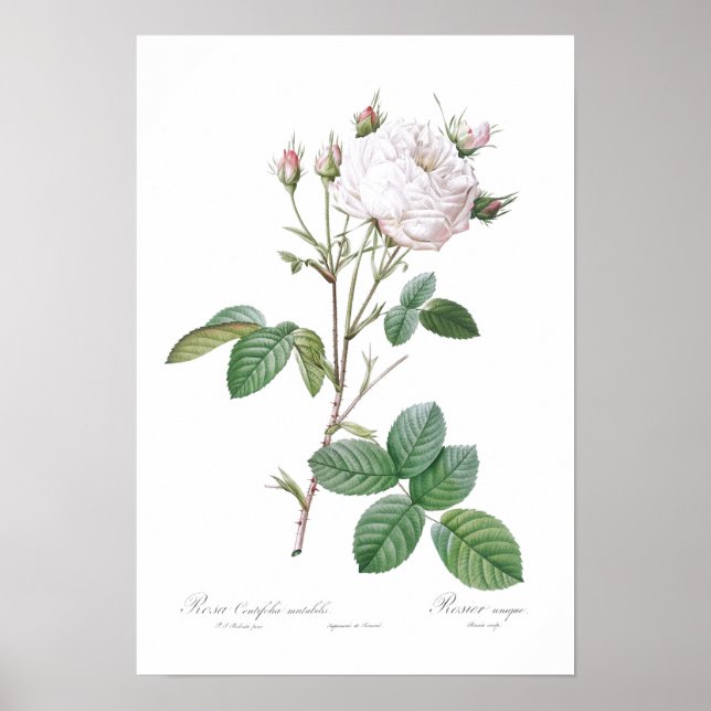 BOTANICAL ’WHITE CABBAGE RO’ REDOUTÉ POSTER (Framsidan)