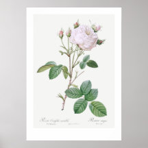 BOTANICAL ’WHITE CABBAGE RO’ REDOUTÉ POSTER