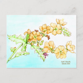 Botanical wildflower watercolor, globemallow vykort