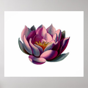 Botanikals Rosa Vatten Lily Lotus Poster