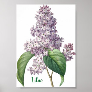 Botanisk akvarell Syren Illustration Poster