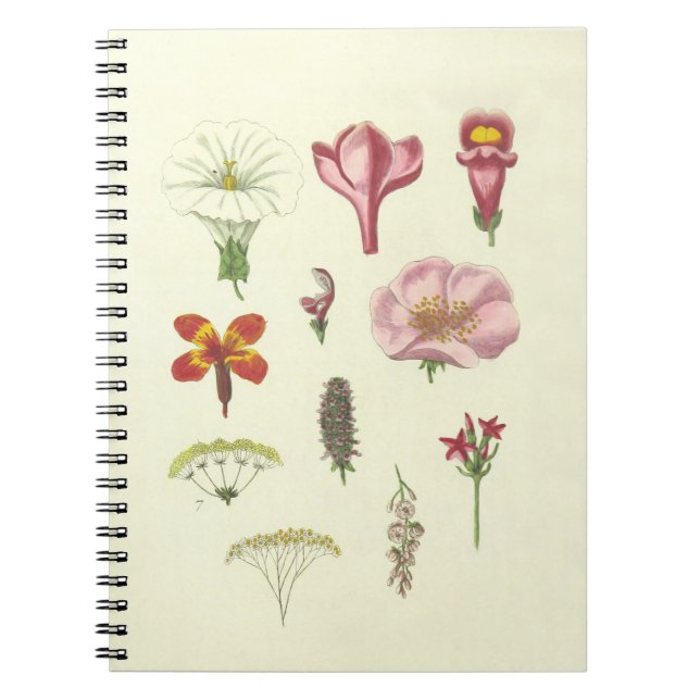 Botanisk anteckningsbok (Framsidan)