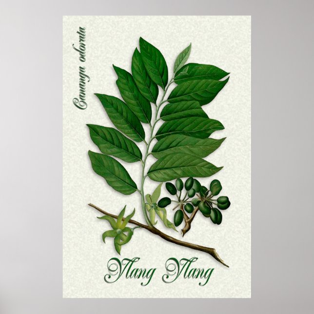 Botanisk aromaterapi illustration av Ylang Ylang Poster (Framsidan)