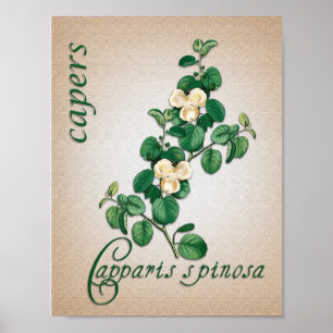 Botanisk aromatisk terapi illustration av Capers Poster