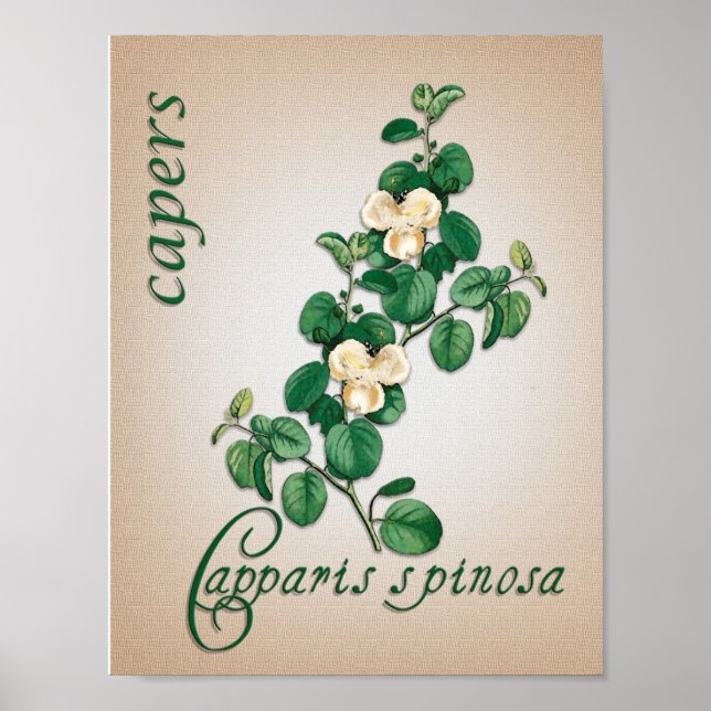 Botanisk aromatisk terapi illustration av Capers Poster (Framsidan)