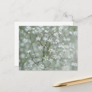 Botanisk Baby's Breath Blomma Växt Fotografi Vykort