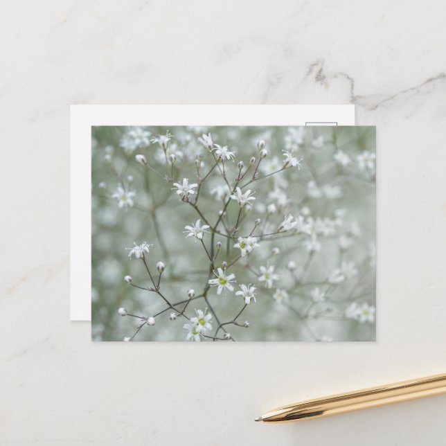 Botanisk Baby's Breath Blomma Växt Fotografi Vykort (Fram/Back In Situ)