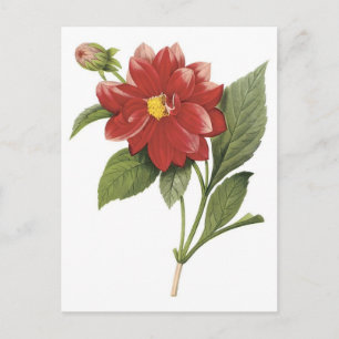 botanisk bestrålning av rödblommor; Dubbla dahlia Vykort
