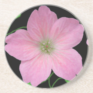 Botanisk blek - rosa pelargonblomma på någon fä underlägg sandsten