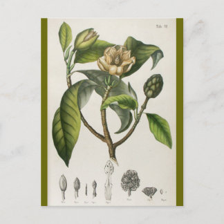 Botanisk blommaillustration för vintage vykort