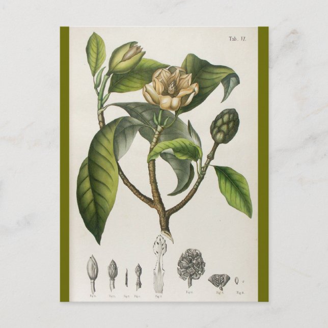 Botanisk blommaillustration för vintage vykort (Framsida)