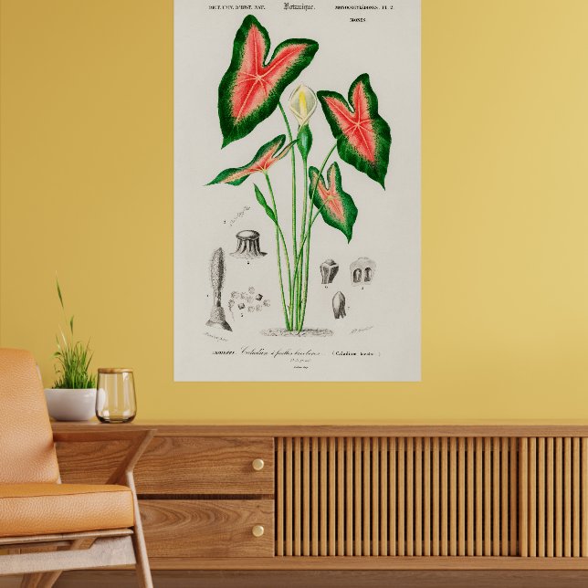 Botanisk Caladium-illustration Poster (Vardagsrum 2)