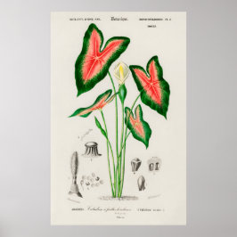 Botanisk Caladium-illustration Poster