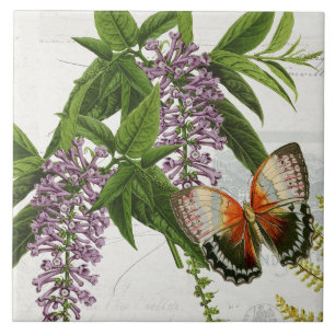 Botanisk fjäril Lila Wisteria Vintage 1 Kakelplatta