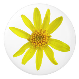 Botanisk gul Arnicavildblomma på någon färg Knopp