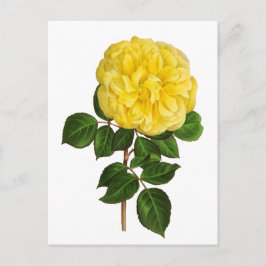 Botanisk gul pion vykort
