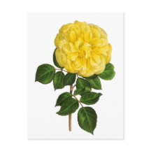 Botanisk gul pion