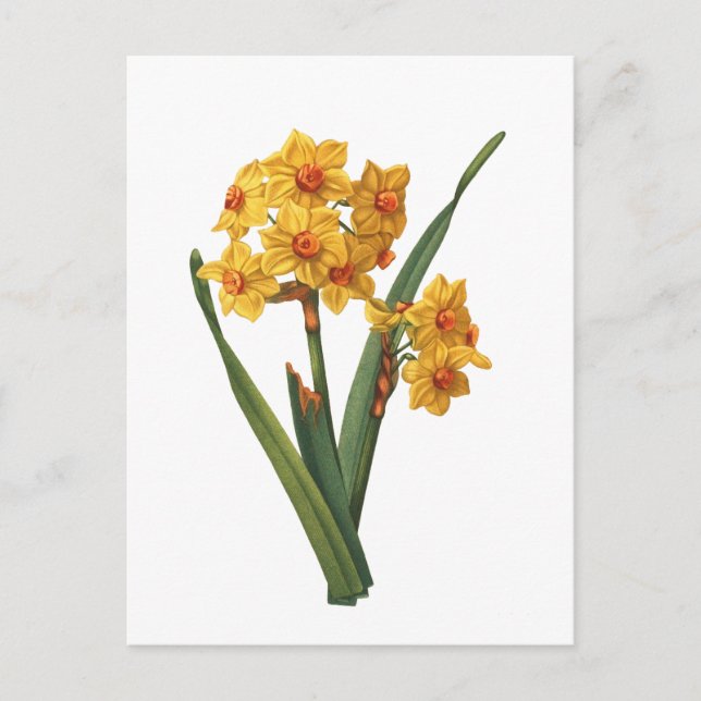 Botanisk Gult Daffodil Vykort (Framsida)