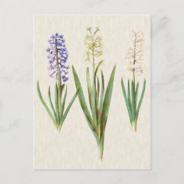 Botanisk hyacintillustration för vintage vykort