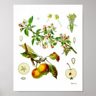 Botanisk illustration av äppelfruktblomman Vintage Poster