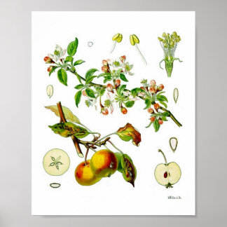 Botanisk illustration av äppelfruktblomman Vintage Poster