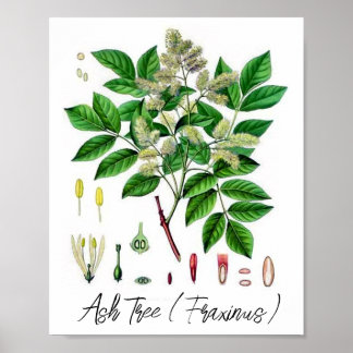 Botanisk illustration av Ash Träd Vintage Poster