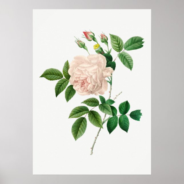 Botanisk illustration av blek Rosa ros (ingen text Poster (Framsidan)