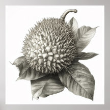 Botanisk illustration av en duriansk frukt