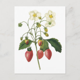 botanisk illustration av jordgubbsbär vykort