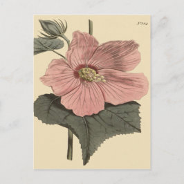 Botanisk illustration av kärrhibiskus vykort