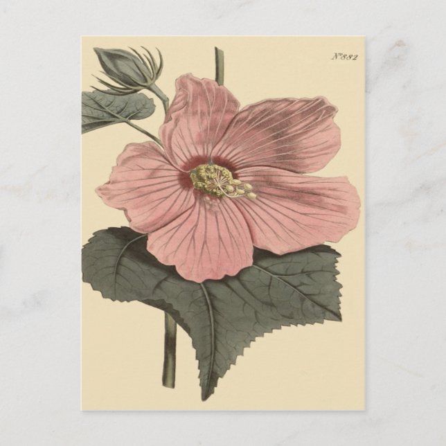 Botanisk illustration av kärrhibiskus vykort (Framsida)